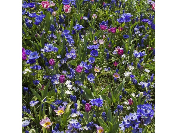Blue Flower Spring Collection - 40 Bulbs