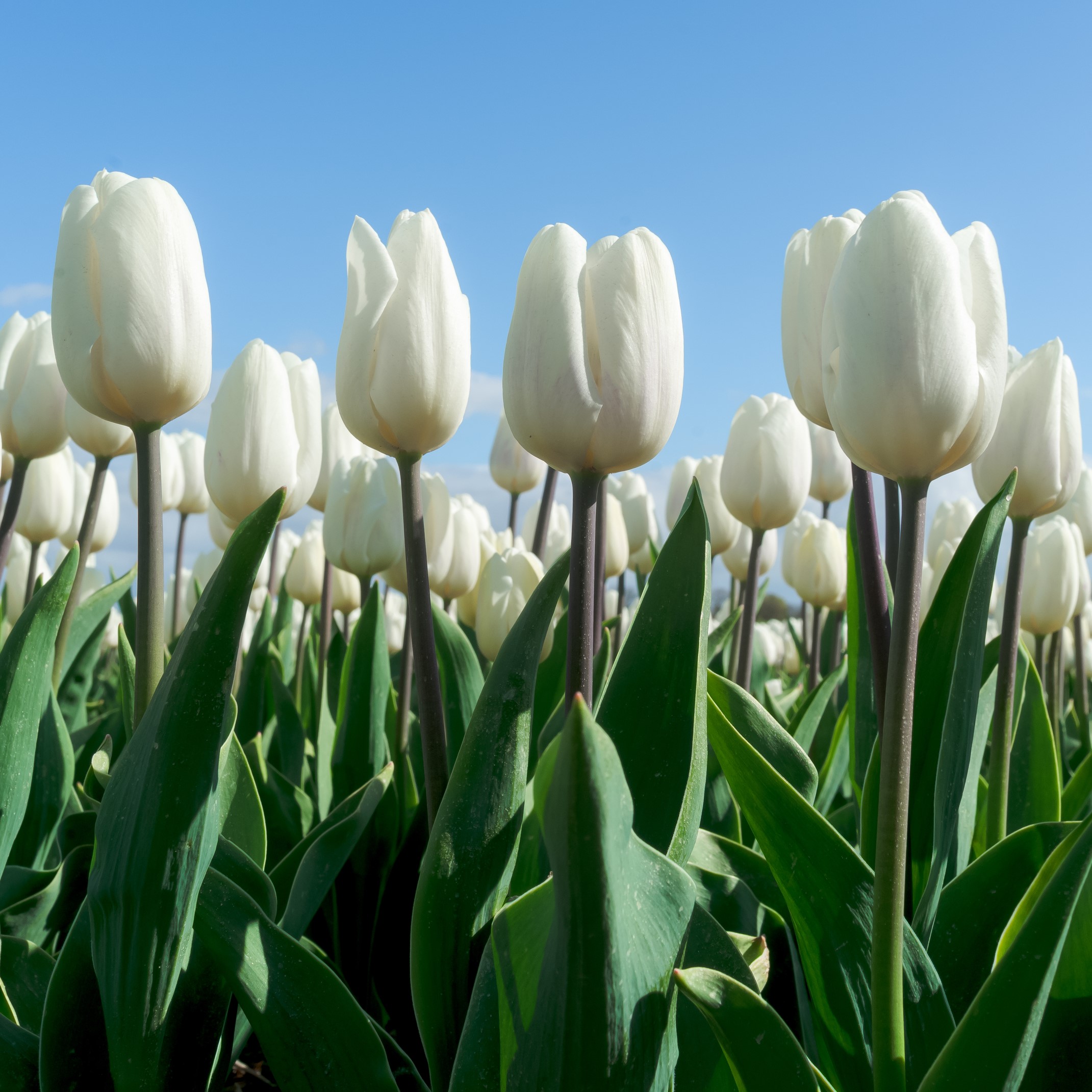 Colossal White Tulip Flowers - Gallery 8