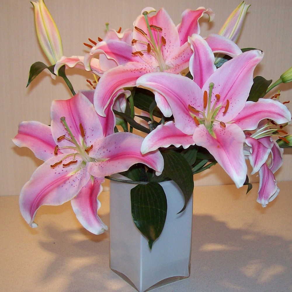 Giant Stargazer Lily - 6 Bulbs - Gallery 7