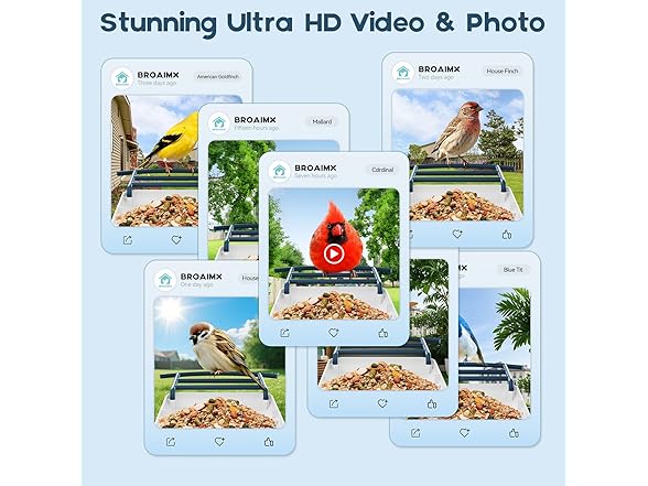 Bird Feeder with Camera