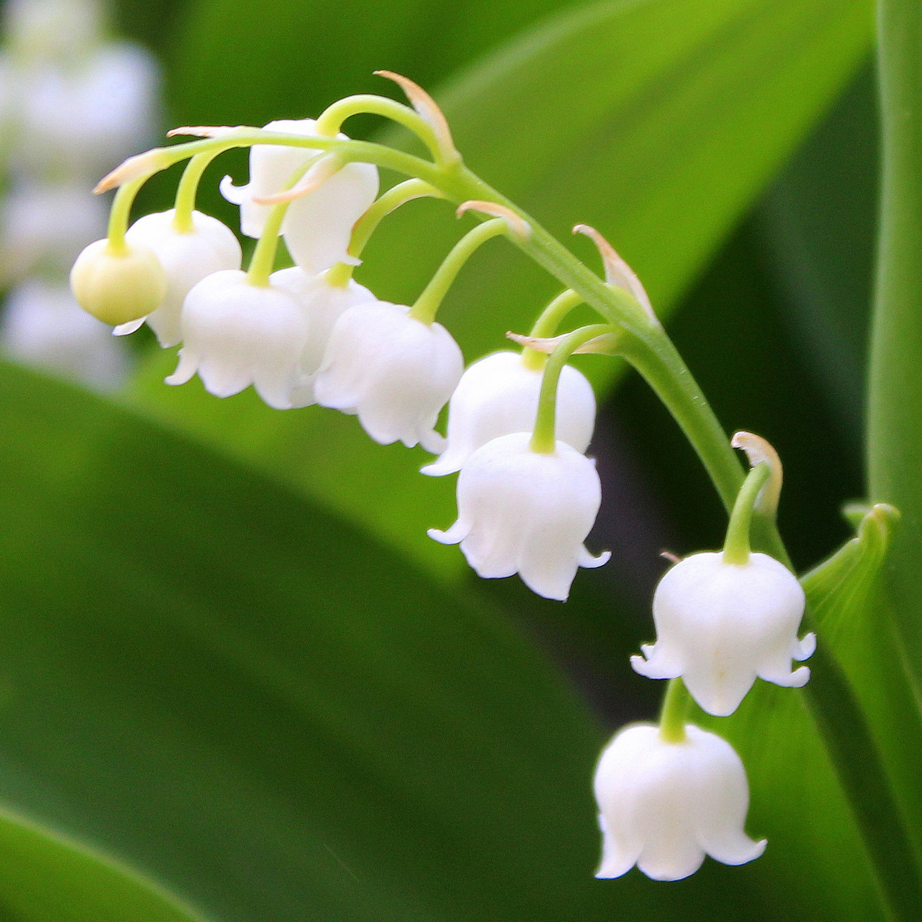 Lily of the Valley Flowers - 12 or 20 Bulbs - Gallery 10