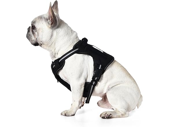 Amazon Basics No Pull Dog Harness