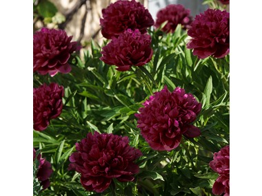 $20.99, Was $49.99, 58% Off! Black Raspberry Peony Flowers - 3 Bulbs dealfomo