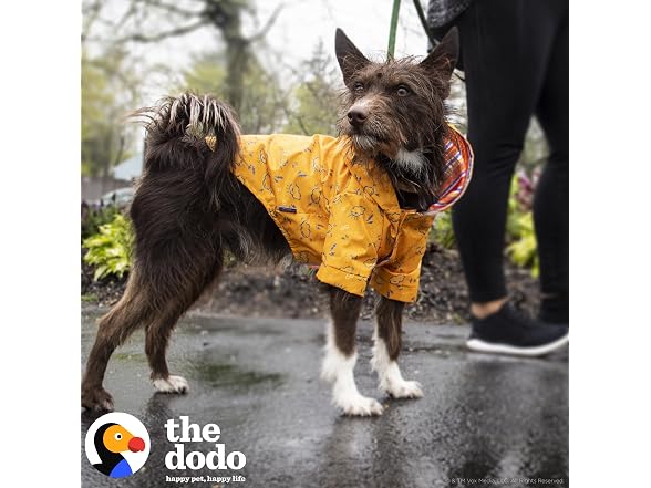 The Dodo Rainy Days Printed Raincoat for Dogs, Orange, Large