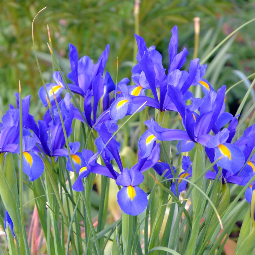 Mixed Dutch Iris Flowers - Gallery 6