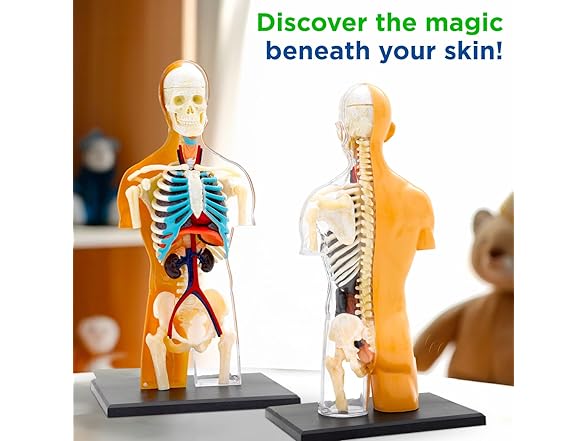 Thames & Kosmos 260830 Human Body Anatomy Model Toy