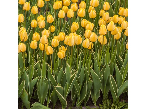 Giant Golden Sunny Tulip Flowers