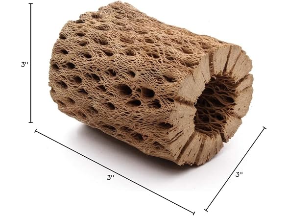 3, 6, 9, 12 In All Natural Teddy Bear Cholla