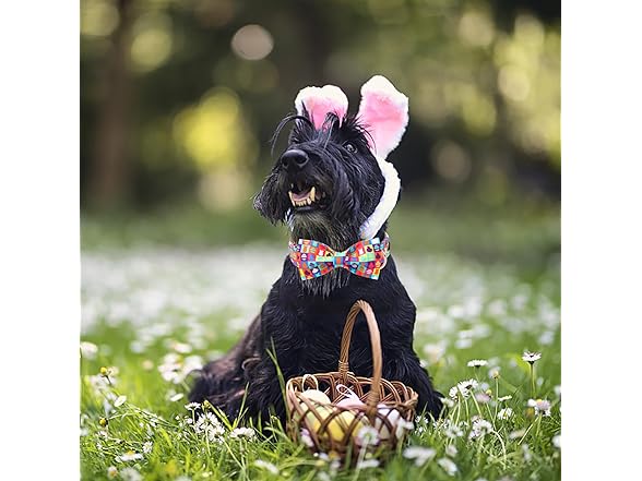 Unique Style Paws Easter Day Dog Collar with Bow