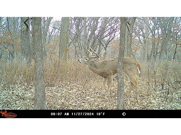 Wildgame Innovations Insite-V Cellular Trail Camera