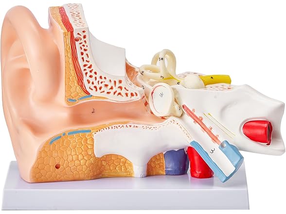 VEVOR Human Ear Anatomy Model, 3 Parts