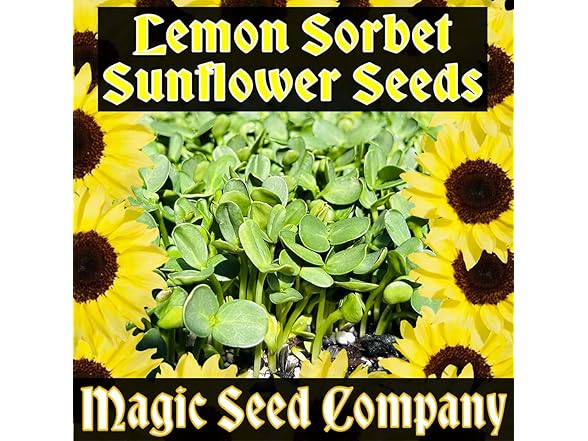 Lemon Sorbet Sunflower Seeds