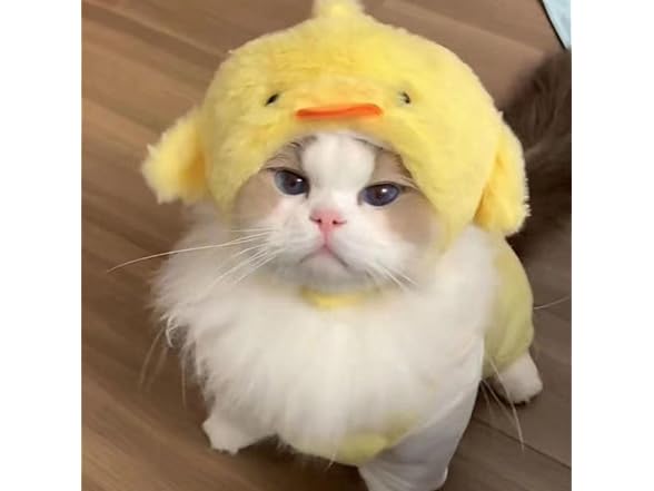 EFKLXMVYQ Pets-52 Chick Cute cat