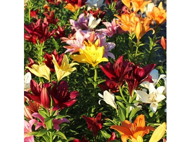$19.99, Was $39.99, 50% Off! Lilium Oohs and Aahs dealfomo