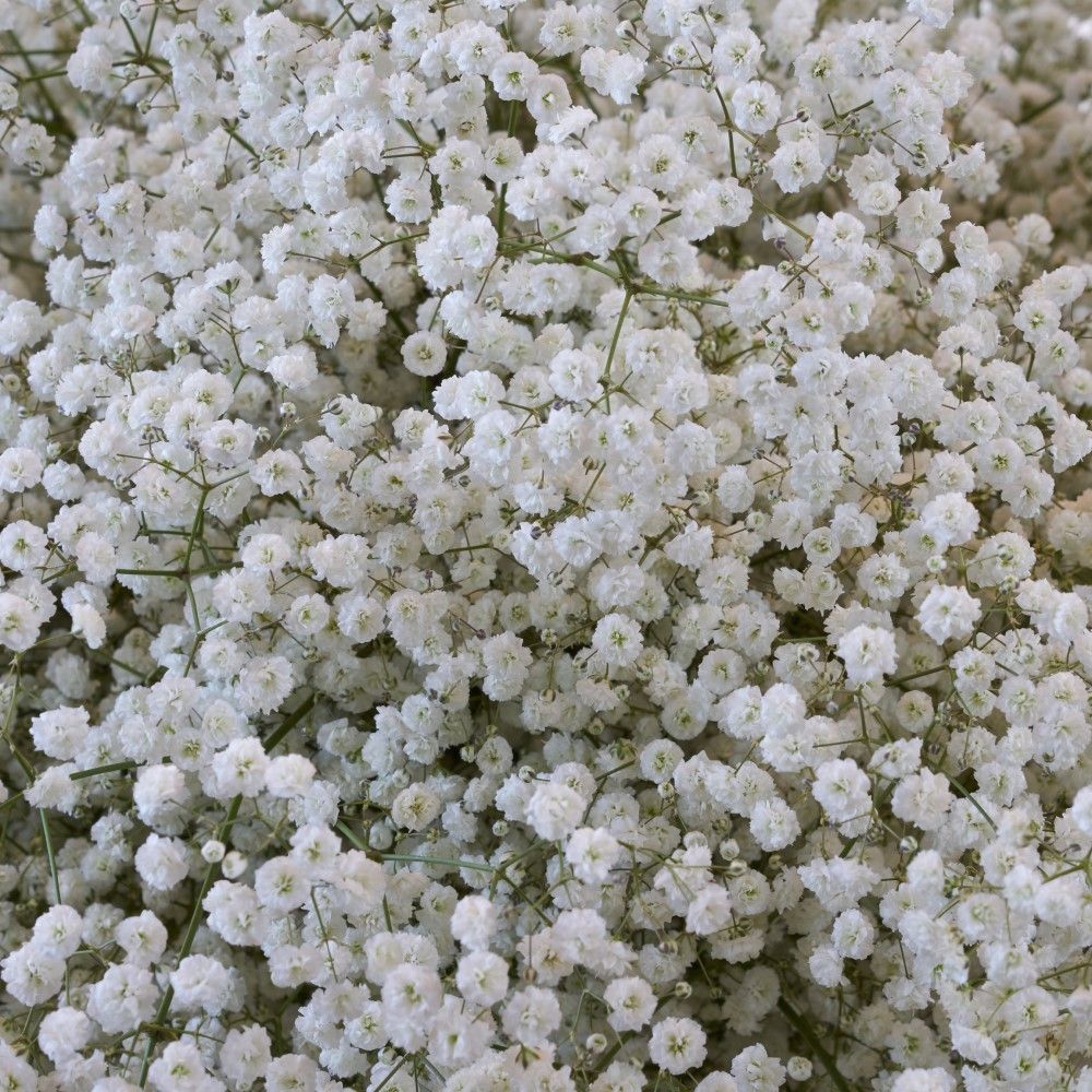 Baby's Breath - 24 Bulbs - Gallery 10