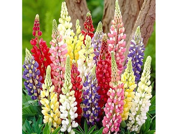 22Day Seeds Lupin Dwarf Mix Perennial