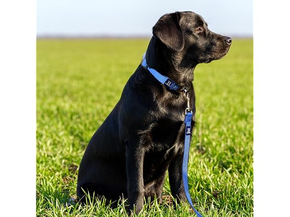 Hamilton 6 ft Nylon Dog Leash, Extra
