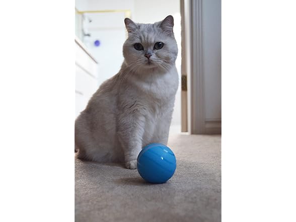 BarxBuddy Busy Ball Interactive