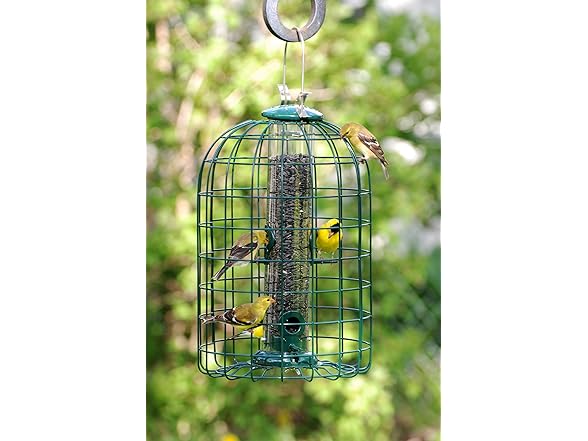Audubon Squirrel Proof Caged Tube