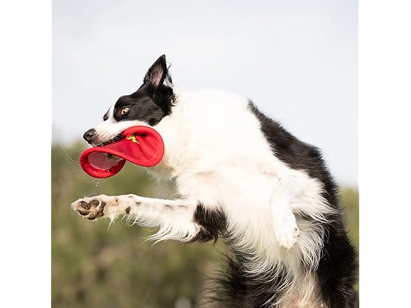 Nerf Dog Nylon Flyer Dog Toy, Flying Disc, Li
