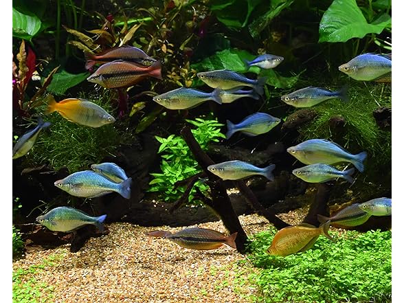 Seachem Pristine Sludge Eliminator