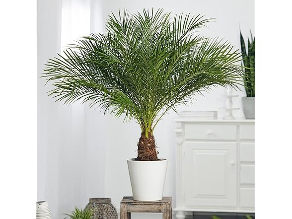 22Day Seeds Miniature Date Palm