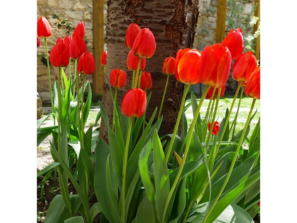 Sky High Scarlet Tulip Flowers