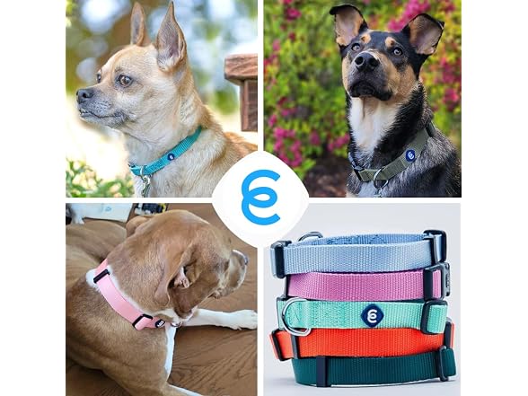 Blueberry Pet Essentials Medium Dog Collar in Lavender