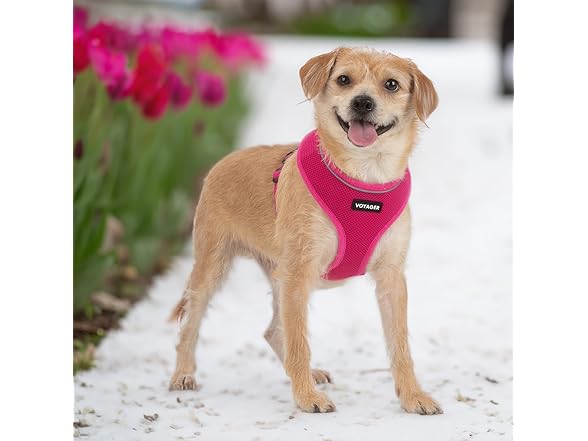 Voyager Aerolite Over The Head Dog Harness