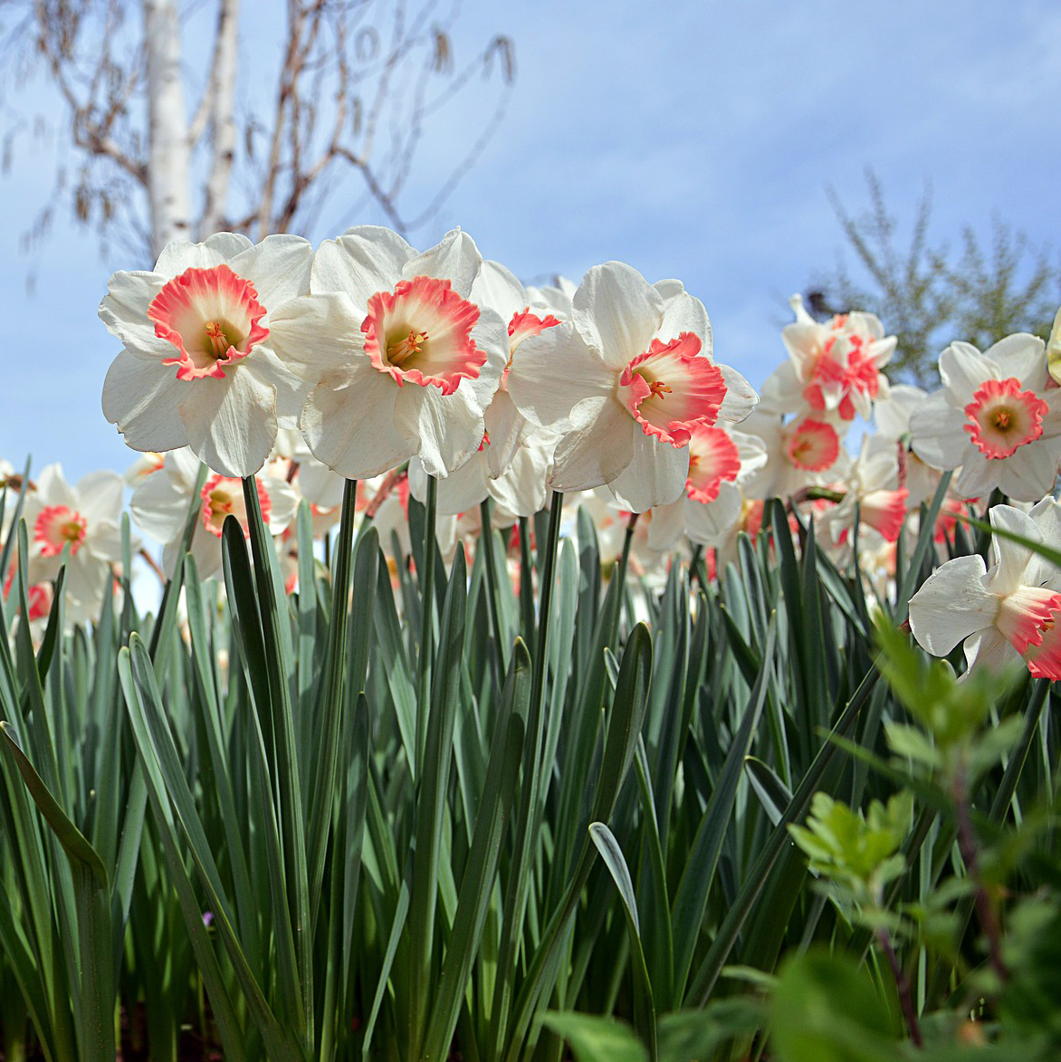 Dutch Pink Daffodil Flowers - Gallery 5