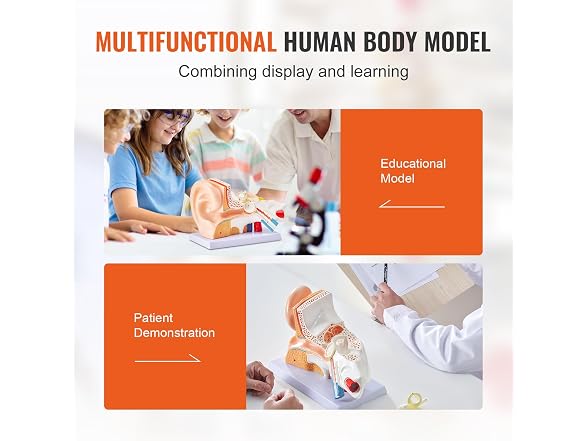 VEVOR Human Ear Anatomy Model, 3 Parts