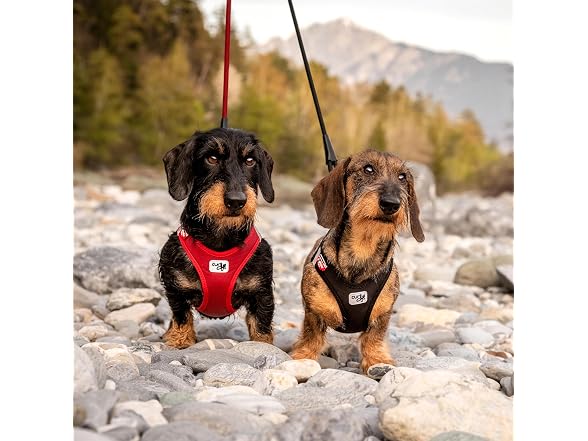Vest Harness curli Clasp Softshell Red 3XS