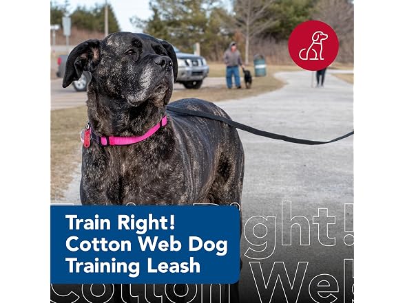 Coastal Pet Train Right Cotton Web Dog Traini