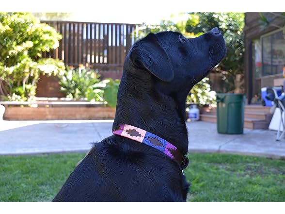 Gaucho Goods Soft Leather Dog Collar