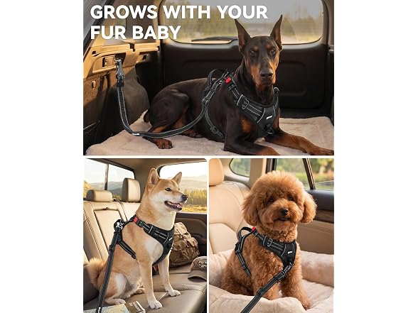 Joytale 3-in-1 Bungee Dog Seat Belt