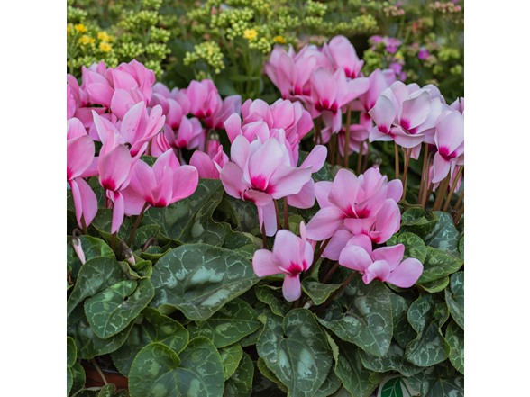 Pink Crush Cyclamen Flowers