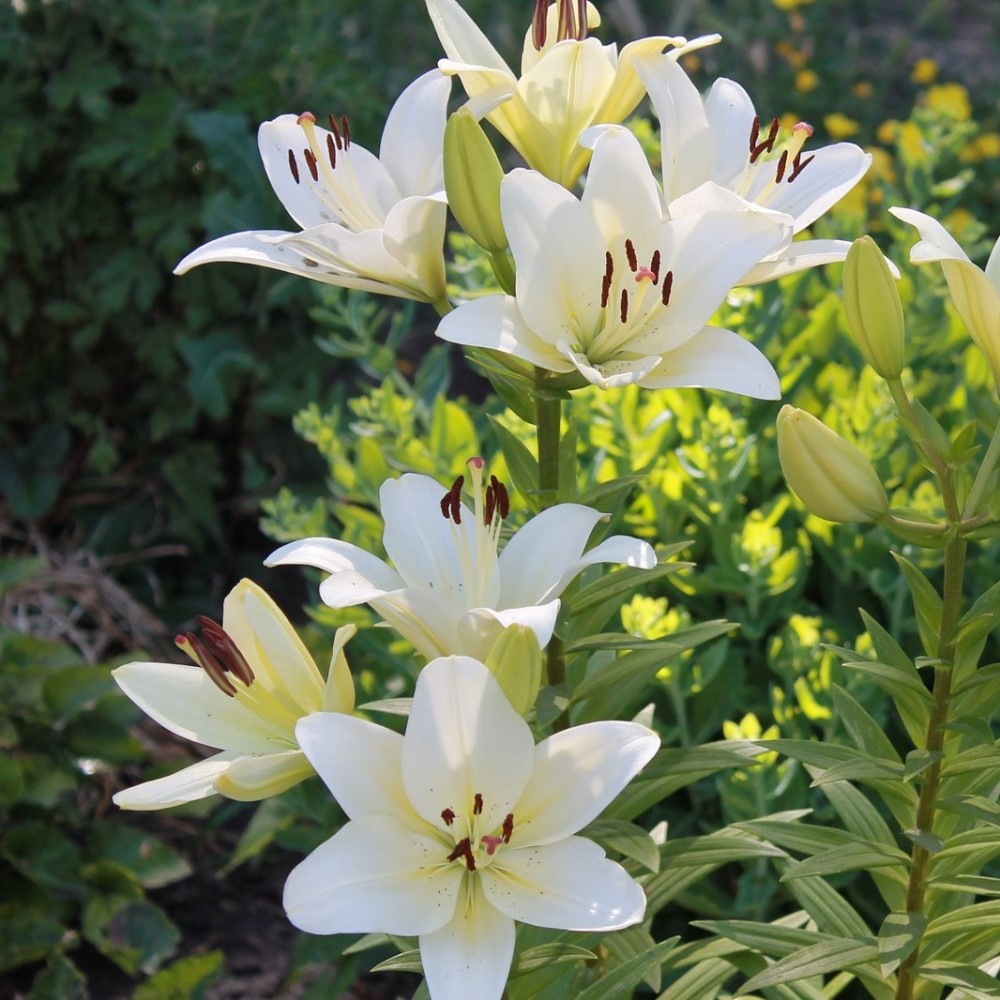 Giant Tree Lily Flowers - Gallery 7