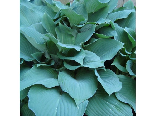 Bressingham Blue Hosta - 4 Roots