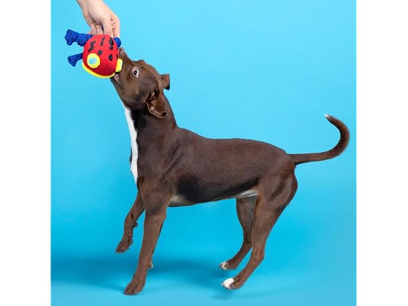 BarkBox Freckles the Frog Dog Toy | Plush Rip & Reveal
