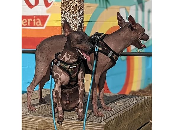 All Weather Mesh No-Pull Harness