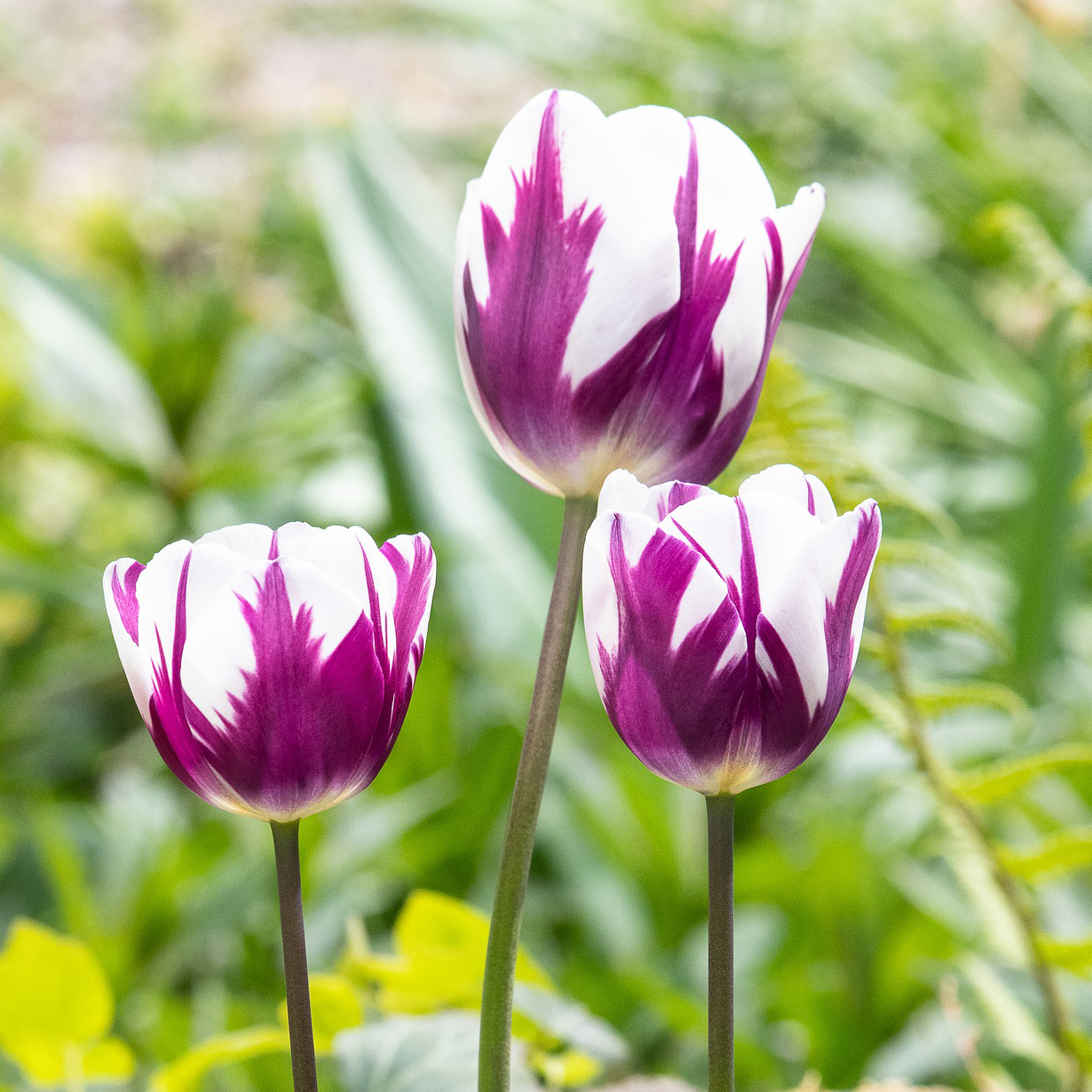 Blueberry Swirl Tulip Flowers - Gallery 6