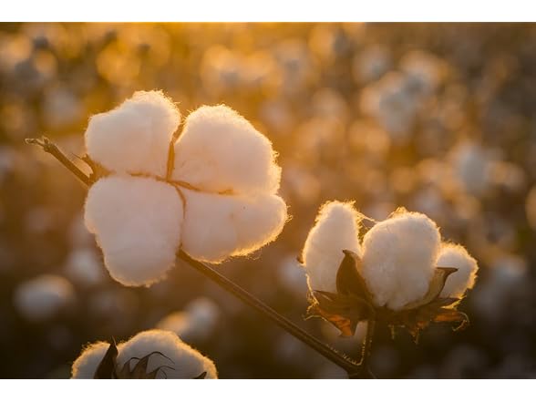 Grown in the USA Raw Cotton