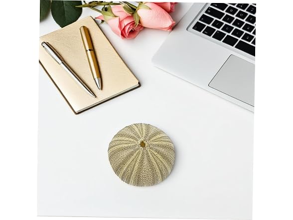 8pcs Natural Sea Shell Natural Sea Urchins D