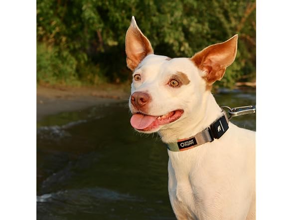 Stunt Puppy Dog Collar, Fi Series 3 and 3+ R