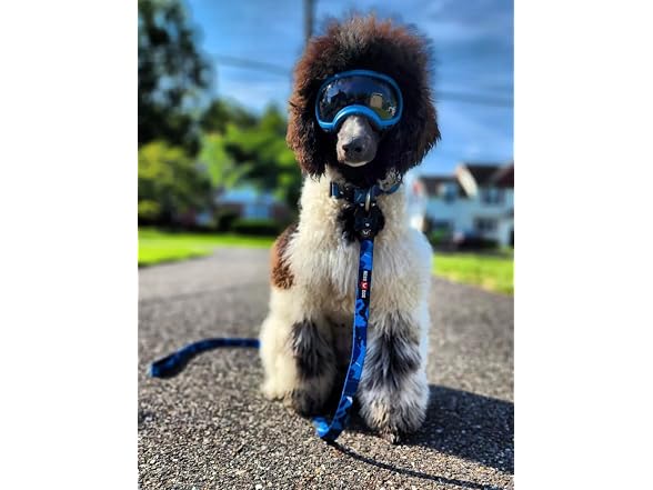 Boss Dog Tactical Leash, Blue Camo, 4 FT