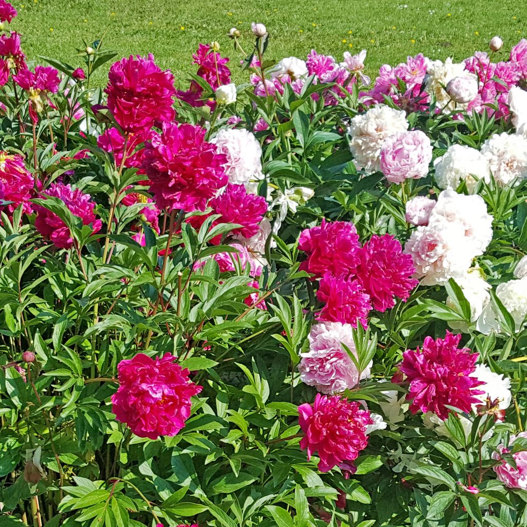 Mixed Peonies - 12 Bulbs and Tool - Gallery 6