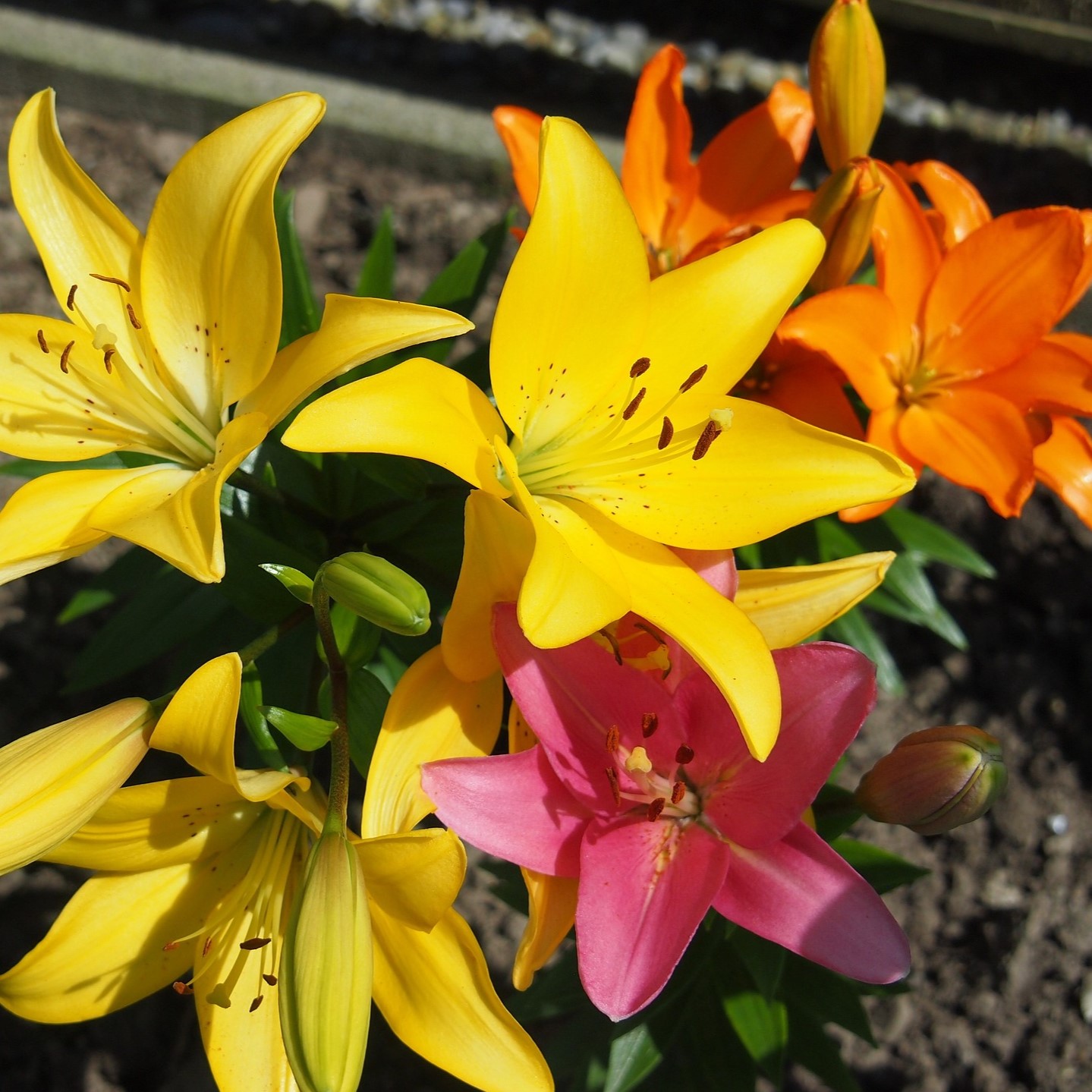 Lilium Oohs and Aahs - Gallery 7