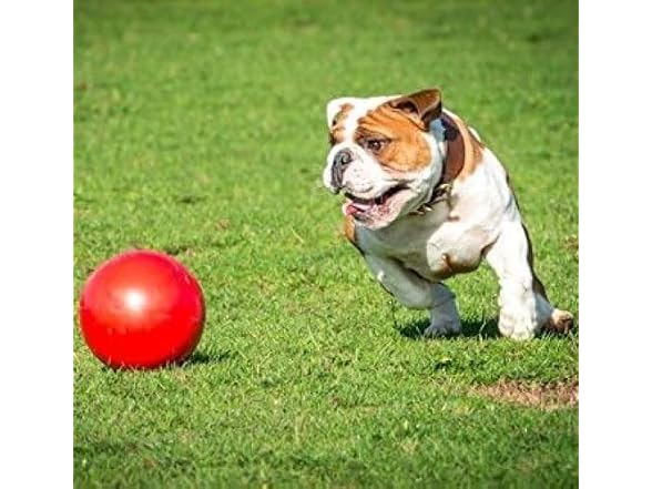 Company of Animals Boomer Ball for Dogs
