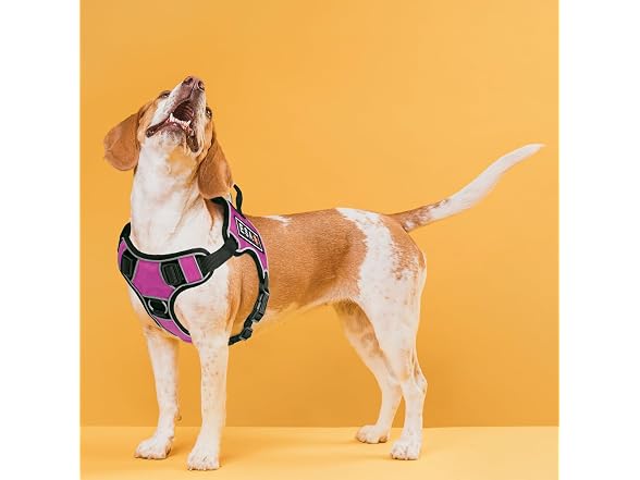 Dogline Quest No-Pull Dog Harness with 3D Ru