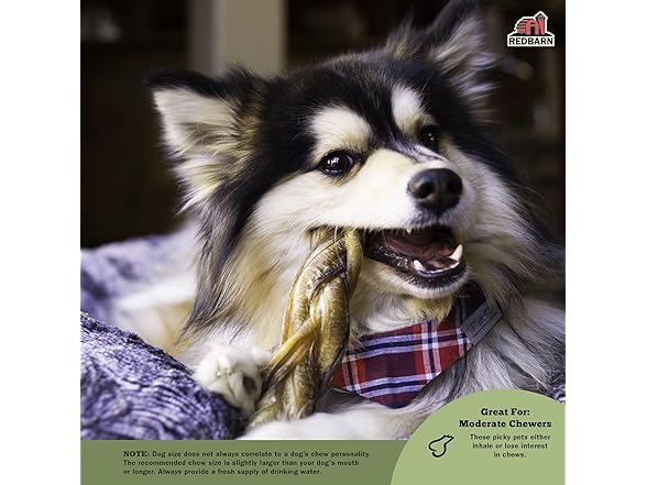 Redbarn Odor Free 7" Braided Bully Stick